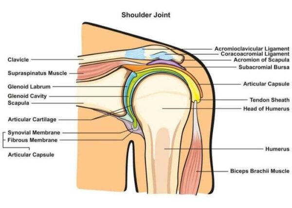 Shoulder Anatomy | Vail CO
