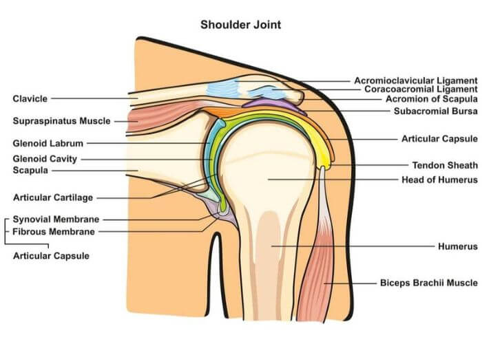 Scapula, Shoulder Blade, Bone Structure & Muscles