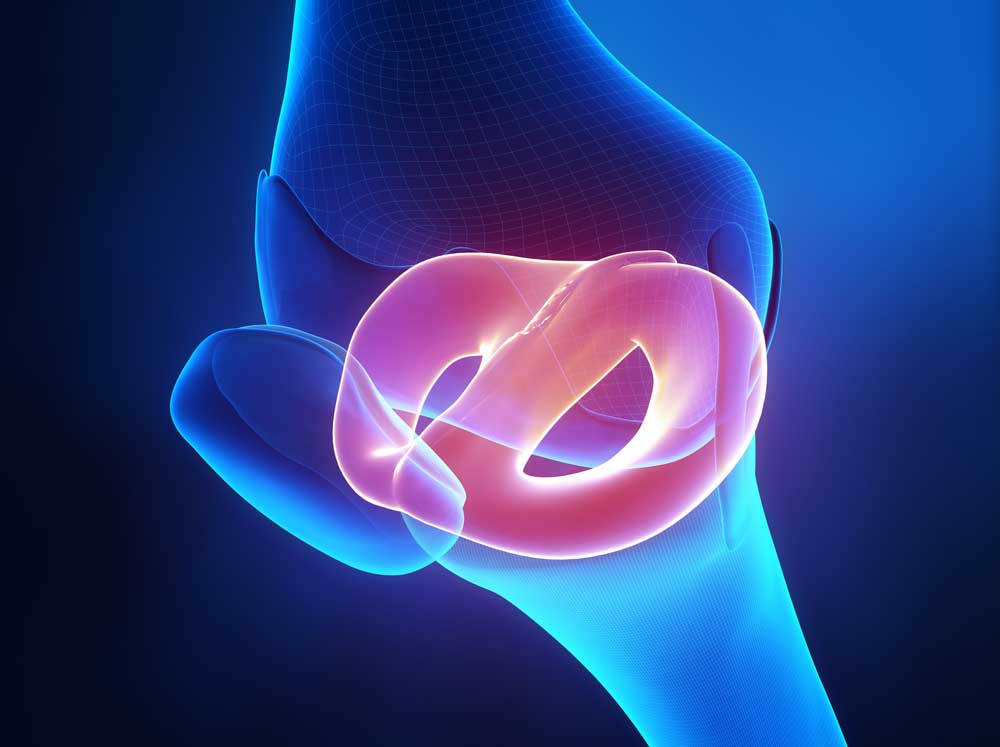 Medial and Lateral Meniscus